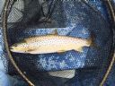 A typical May trout from Loch Watten