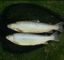 A Nice Brace of Orkney Trout 25th April. Peter Robertson