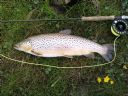 Loch Heilen 5lbs. Donald Rosie 5th May 2010