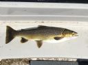 Loch Watten Trout 2lbs 5oz June 2017