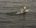 Loch Watten 5th Aug 2008. Photo Colin Riach