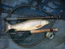 A nice 3 lb Watten Trout for George Stevenson 22/07/17