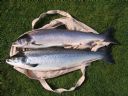 Two Back End Beauties  For Ray Rule From The Annan 
