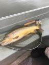 A fine Wild Brownie from Loch Watten 24/07/2017