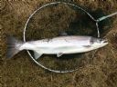 Thurso River First Salmon 12 lbs on 28th Feb 2013. Nick Clasper Bt 7. 