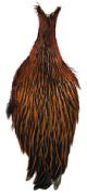   Shannon Hen Necks  #1