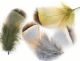 French Partridge Hackles