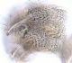 English Grey Partridge Hackles