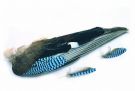 Blue Jay Wings