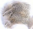 English Grey Partridge Hackles