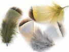 French Partridge Hackles